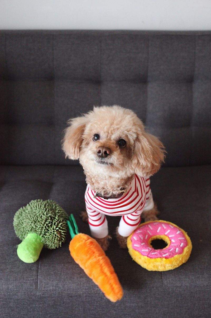 What to Look for in a Trusted Pet Care Provider