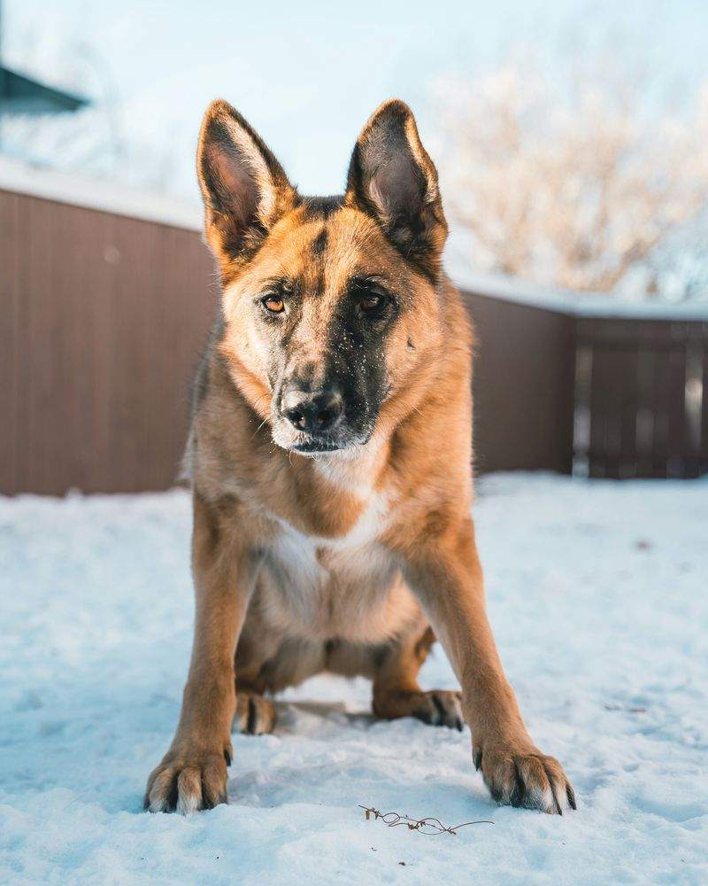 Maple Paws Pet Care 12