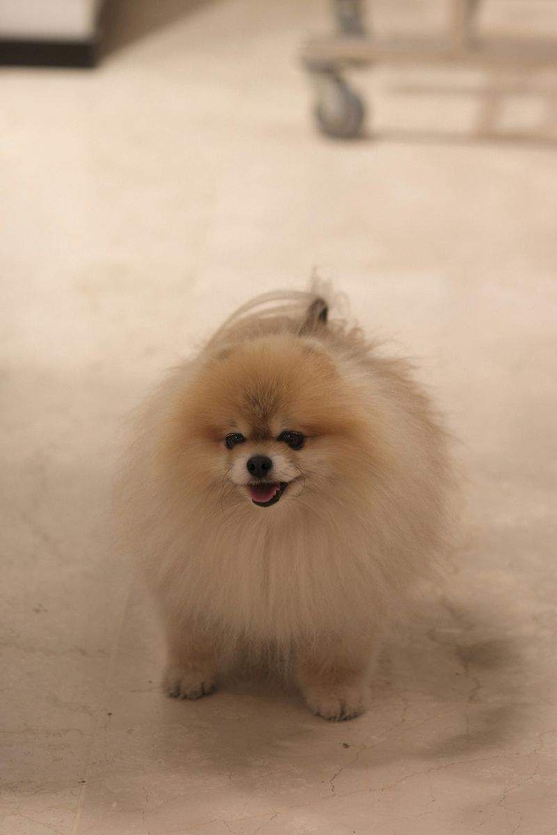 Maple Paws Pet Care 15