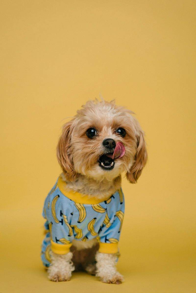 Maple Paws Pet Care
