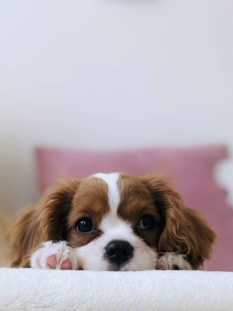 Overnight pet care